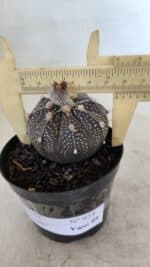 ASTROPHYTUM ASTERIAS “Purple”  Nº 954 – vaso 09 - Imagem 4