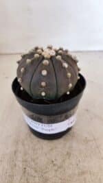 ASTROPHYTUM ASTERIAS “Purple”  Nº 956 – vaso 09 - Imagem 2