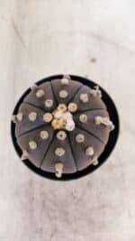 ASTROPHYTUM ASTERIAS “Purple”  Nº 956 – vaso 09 - Imagem 3