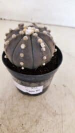 ASTROPHYTUM ASTERIAS “Purple”  Nº 956 – vaso 09 - Imagem 8