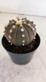 ASTROPHYTUM ASTERIAS “Purple”  Nº 956 – vaso 09 - Imagem 7