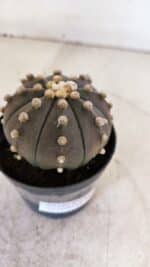 ASTROPHYTUM ASTERIAS “Purple”  Nº 956 – vaso 09 - Imagem 6