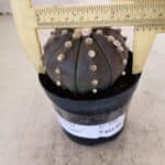 ASTROPHYTUM ASTERIAS “Purple”  Nº 956 – vaso 09