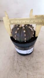 ASTROPHYTUM ASTERIAS “Purple”  Nº 956 – vaso 09