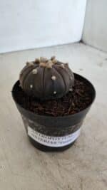 ASTROPHYTUM ASTERIAS “Purple”  Nº 957 – vaso 09 - Imagem 11