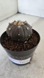 ASTROPHYTUM ASTERIAS “Purple”  Nº 957 – vaso 09 - Imagem 10