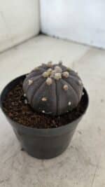 ASTROPHYTUM ASTERIAS “Purple”  Nº 957 – vaso 09 - Imagem 9