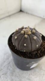 ASTROPHYTUM ASTERIAS “Purple”  Nº 957 – vaso 09 - Imagem 8