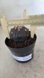 ASTROPHYTUM ASTERIAS “Purple”  Nº 957 – vaso 09 - Imagem 6