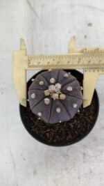 ASTROPHYTUM ASTERIAS “Purple”  Nº 957 – vaso 09 - Imagem 7