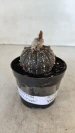 ASTROPHYTUM ASTERIAS “Purple”  Nº 958 – vaso 09 - Imagem 2