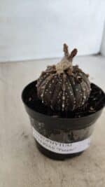 ASTROPHYTUM ASTERIAS “Purple”  Nº 958 – vaso 09 - Imagem 10