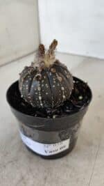 ASTROPHYTUM ASTERIAS “Purple”  Nº 958 – vaso 09 - Imagem 9