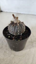 ASTROPHYTUM ASTERIAS “Purple”  Nº 958 – vaso 09 - Imagem 8