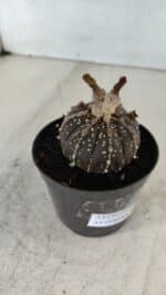 ASTROPHYTUM ASTERIAS “Purple”  Nº 958 – vaso 09 - Imagem 7
