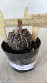 ASTROPHYTUM ASTERIAS “Purple”  Nº 958 – vaso 09 - Imagem 4