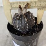 ASTROPHYTUM ASTERIAS “Purple”  Nº 958 – vaso 09