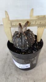 ASTROPHYTUM ASTERIAS “Purple”  Nº 958 – vaso 09