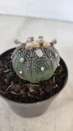 ASTROPHYTUM ASTERIAS “Purple”  Nº 959 – vaso 09 - Imagem 7