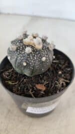 ASTROPHYTUM ASTERIAS “Purple”  Nº 959 – vaso 09 - Imagem 6