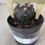ASTROPHYTUM ASTERIAS “Purple”  Nº 959 – vaso 09