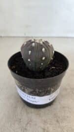 ASTROPHYTUM ASTERIAS “Purple”  Nº 960 – vaso 09 - Imagem 2