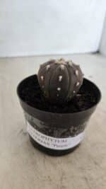 ASTROPHYTUM ASTERIAS “Purple”  Nº 960 – vaso 09 - Imagem 10