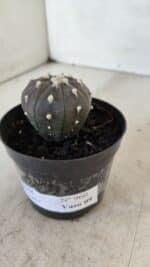 ASTROPHYTUM ASTERIAS “Purple”  Nº 960 – vaso 09 - Imagem 9