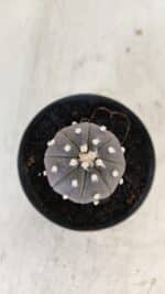 ASTROPHYTUM ASTERIAS “Purple”  Nº 960 – vaso 09 - Imagem 3