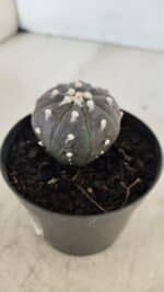 ASTROPHYTUM ASTERIAS “Purple”  Nº 960 – vaso 09 - Imagem 8