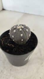 ASTROPHYTUM ASTERIAS “Purple”  Nº 960 – vaso 09 - Imagem 6