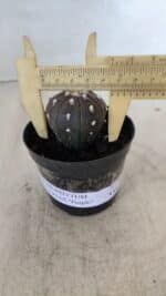 ASTROPHYTUM ASTERIAS “Purple”  Nº 960 – vaso 09 - Imagem 5