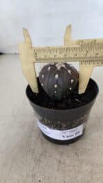 ASTROPHYTUM ASTERIAS “Purple”  Nº 960 – vaso 09