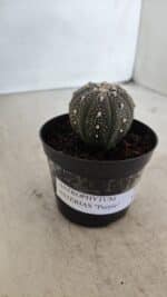 ASTROPHYTUM ASTERIAS “Purple”  Nº 961 – vaso 09 - Imagem 9