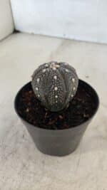 ASTROPHYTUM ASTERIAS “Purple”  Nº 961 – vaso 09 - Imagem 7