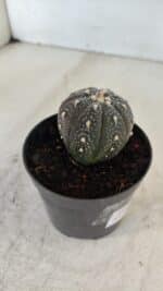 ASTROPHYTUM ASTERIAS “Purple”  Nº 961 – vaso 09 - Imagem 6