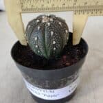 ASTROPHYTUM ASTERIAS “Purple”  Nº 961 – vaso 09