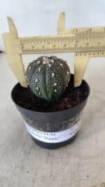 ASTROPHYTUM ASTERIAS “Purple”  Nº 961 – vaso 09
