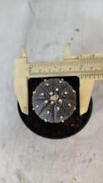 ASTROPHYTUM ASTERIAS “Purple”  Nº 961 – vaso 09 - Imagem 5