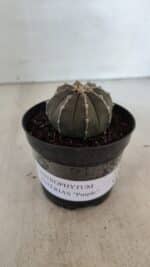 ASTROPHYTUM ASTERIAS “Purple”  Nº 962 – vaso 09 - Imagem 2