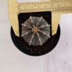 ASTROPHYTUM ASTERIAS “Purple”  Nº 962 – vaso 09