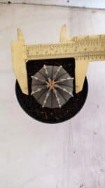 ASTROPHYTUM ASTERIAS “Purple”  Nº 962 – vaso 09