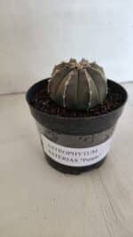 ASTROPHYTUM ASTERIAS “Purple”  Nº 962 – vaso 09 - Imagem 11