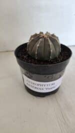 ASTROPHYTUM ASTERIAS “Purple”  Nº 962 – vaso 09 - Imagem 10