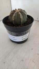 ASTROPHYTUM ASTERIAS “Purple”  Nº 962 – vaso 09 - Imagem 9