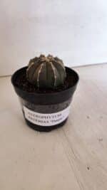 ASTROPHYTUM ASTERIAS “Purple”  Nº 962 – vaso 09 - Imagem 8