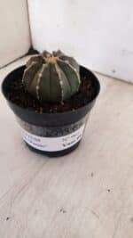ASTROPHYTUM ASTERIAS “Purple”  Nº 962 – vaso 09 - Imagem 7