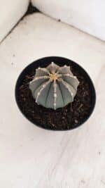 ASTROPHYTUM ASTERIAS “Purple”  Nº 962 – vaso 09 - Imagem 5