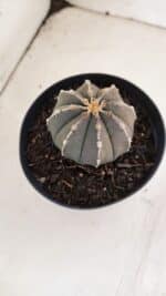 ASTROPHYTUM ASTERIAS “Purple”  Nº 962 – vaso 09 - Imagem 3