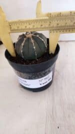 ASTROPHYTUM ASTERIAS “Purple”  Nº 962 – vaso 09 - Imagem 4